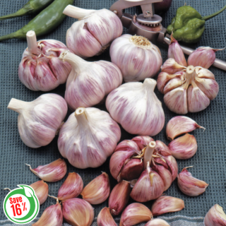 Fall Garlic Collection 2 Thumbnail
